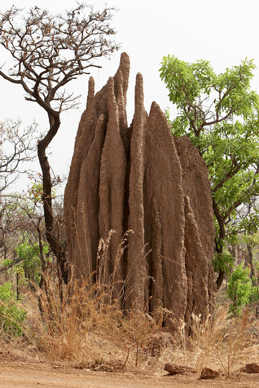 318   Termite mound 